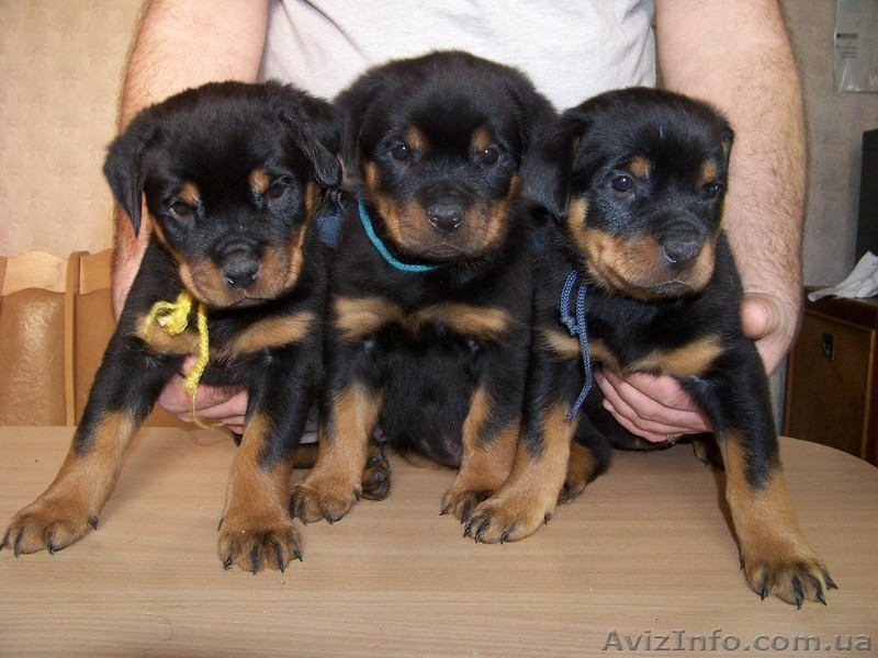 внеплановые щенки ротвейлера - <ro>Изображение</ro><ru>Изображение</ru> #1, <ru>Объявление</ru> #144767