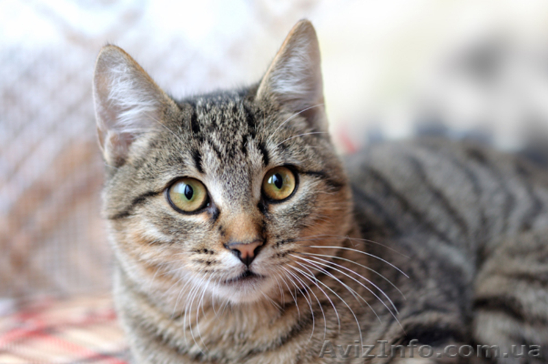 Даром! Тиргик, супер котик - <ro>Изображение</ro><ru>Изображение</ru> #1, <ru>Объявление</ru> #155041