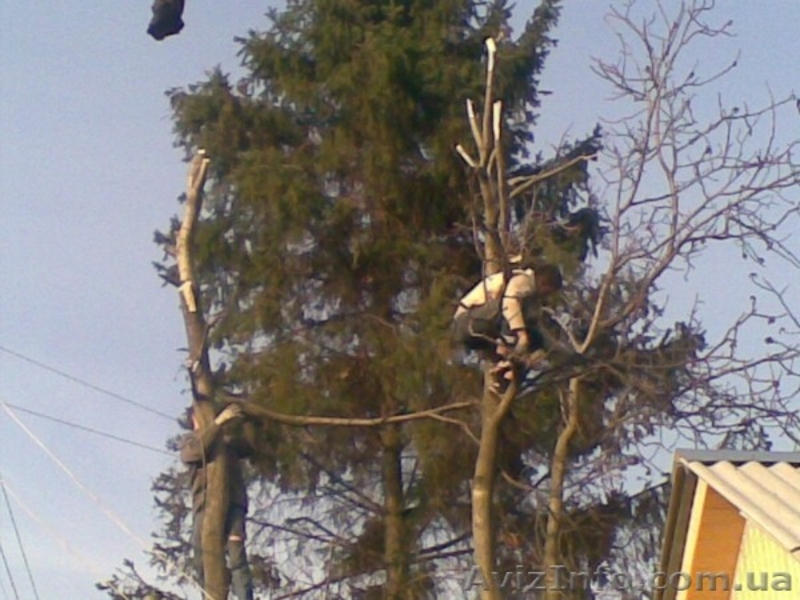 Спил деревьев в Харькове - <ro>Изображение</ro><ru>Изображение</ru> #1, <ru>Объявление</ru> #150486