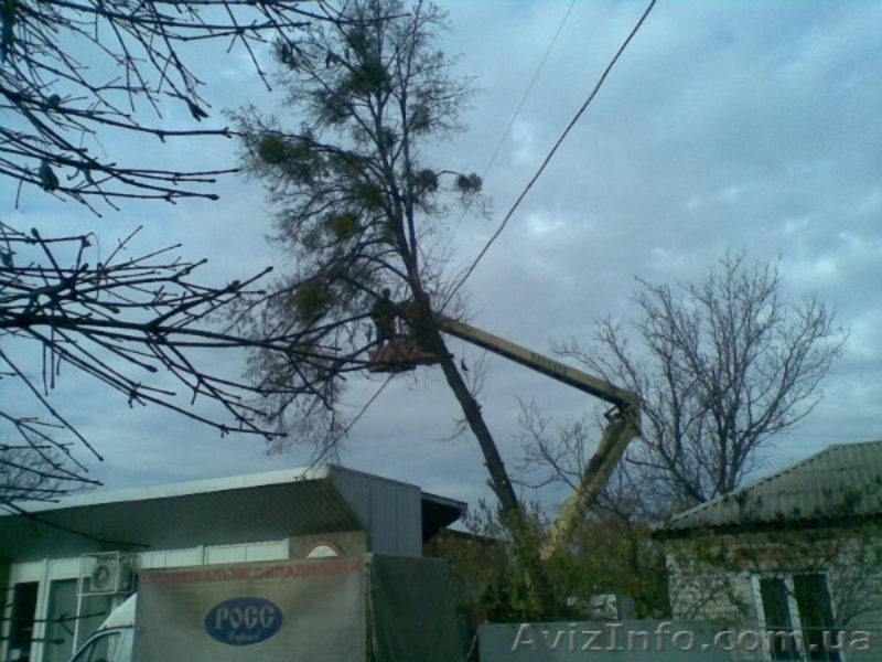 Спил деревьев,веток - <ro>Изображение</ro><ru>Изображение</ru> #3, <ru>Объявление</ru> #150483