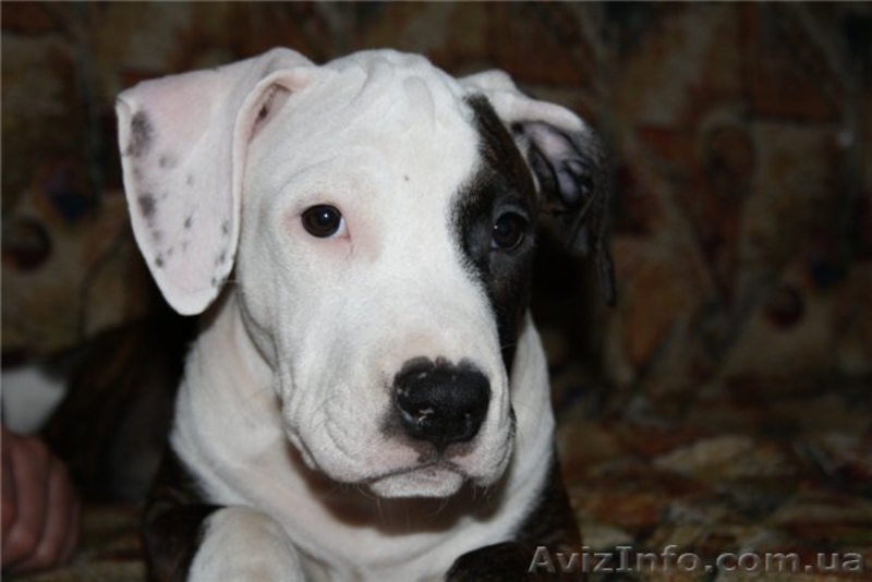 Продается очаровательный щенок стаффорда, недорого - <ro>Изображение</ro><ru>Изображение</ru> #1, <ru>Объявление</ru> #137830