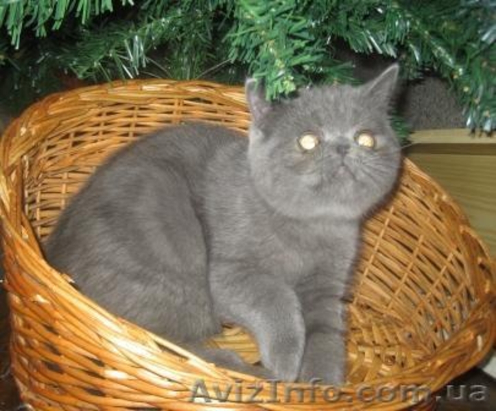 ЭКЗОТЫ экзотические короткошерстные персы котята - <ro>Изображение</ro><ru>Изображение</ru> #1, <ru>Объявление</ru> #14316