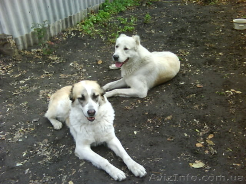 продажа щенков алабая(среднеазиатская овчарка) - <ro>Изображение</ro><ru>Изображение</ru> #3, <ru>Объявление</ru> #144030