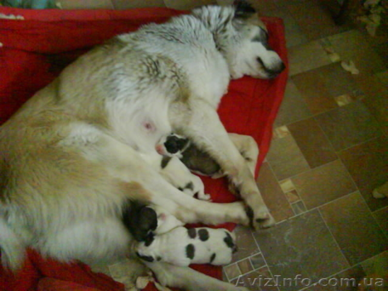 продажа щенков алабая(среднеазиатская овчарка) - <ro>Изображение</ro><ru>Изображение</ru> #5, <ru>Объявление</ru> #144030
