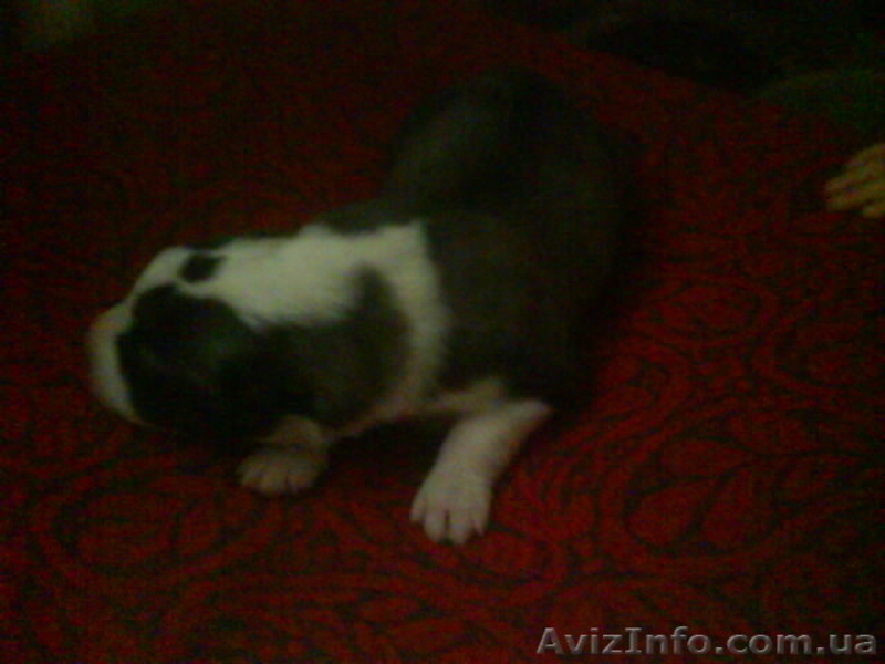 продажа щенков алабая(среднеазиатская овчарка) - <ro>Изображение</ro><ru>Изображение</ru> #6, <ru>Объявление</ru> #144030