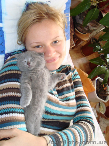 Продам котенка британца,вислоухий. - <ro>Изображение</ro><ru>Изображение</ru> #3, <ru>Объявление</ru> #145788