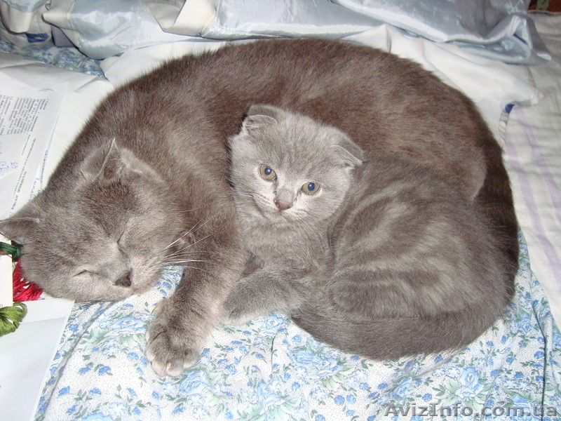 Продам котенка британца,вислоухий. - <ro>Изображение</ro><ru>Изображение</ru> #1, <ru>Объявление</ru> #145788