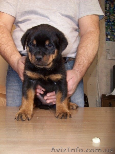 внеплановые щенки ротвейлера - <ro>Изображение</ro><ru>Изображение</ru> #2, <ru>Объявление</ru> #144767