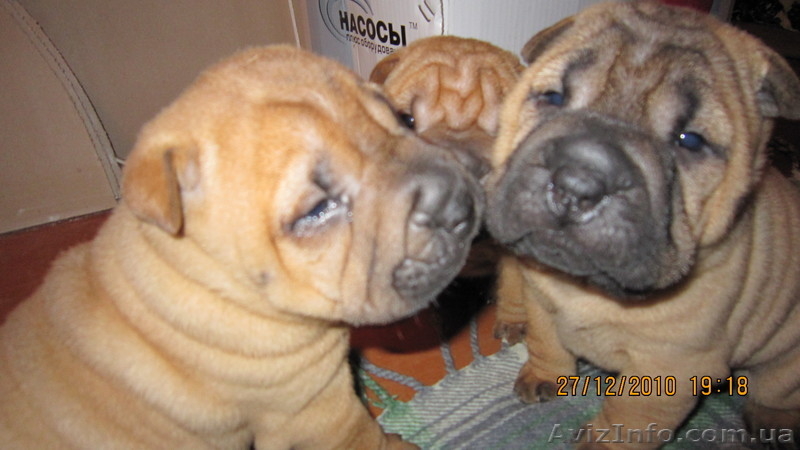 Продам щенков Шарпея - <ro>Изображение</ro><ru>Изображение</ru> #2, <ru>Объявление</ru> #155251