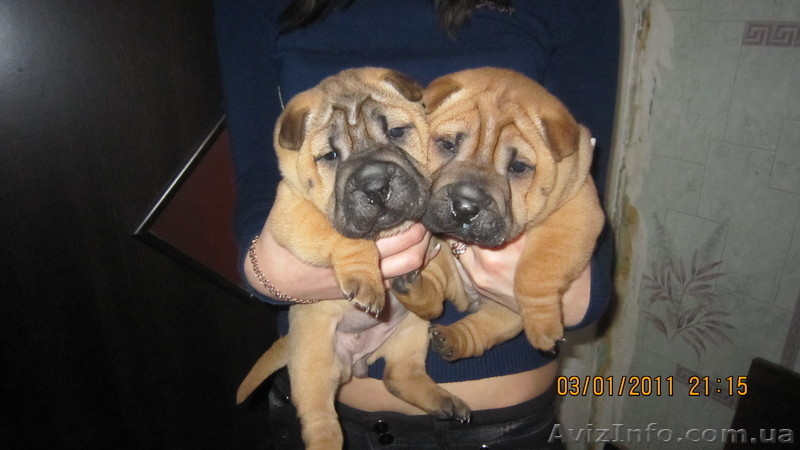 Продам щенков Шарпея - <ro>Изображение</ro><ru>Изображение</ru> #1, <ru>Объявление</ru> #155251