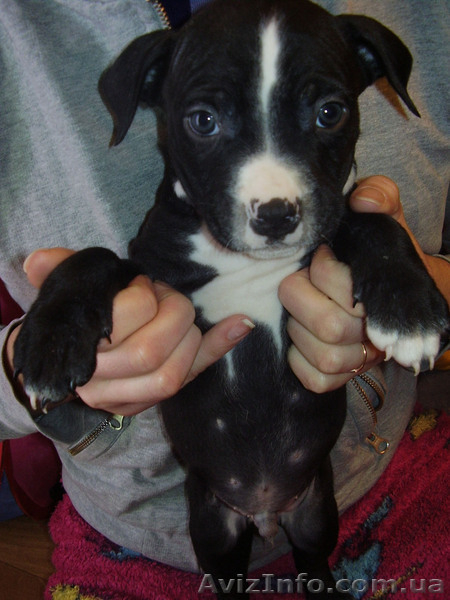 Продам щенков Американского Стаффордширского терьера.   - <ro>Изображение</ro><ru>Изображение</ru> #1, <ru>Объявление</ru> #153136