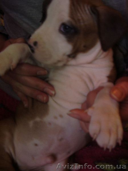 Продам щенков Американского Стаффордширского терьера.   - <ro>Изображение</ro><ru>Изображение</ru> #3, <ru>Объявление</ru> #153136