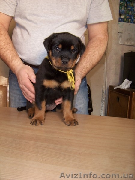 внеплановые щенки ротвейлера - <ro>Изображение</ro><ru>Изображение</ru> #3, <ru>Объявление</ru> #144767