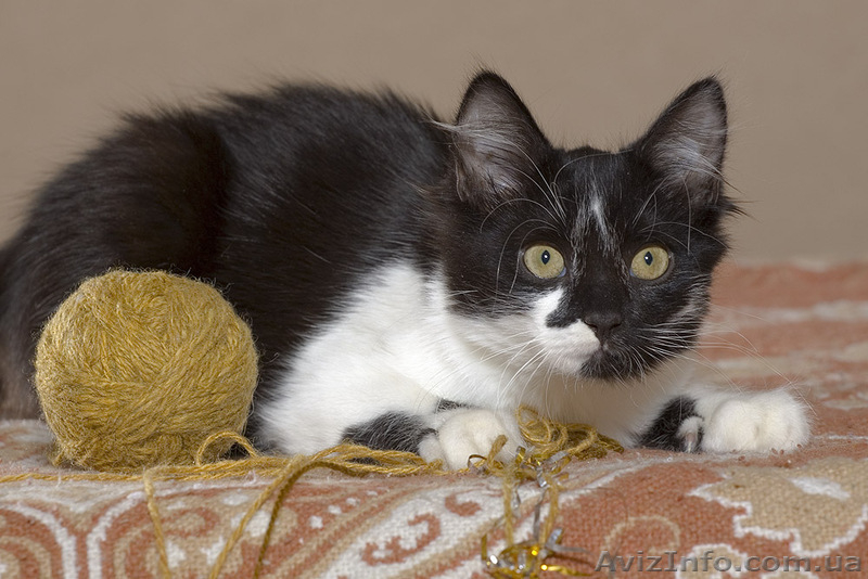 Кому особо ласковую девочку? - <ro>Изображение</ro><ru>Изображение</ru> #2, <ru>Объявление</ru> #161050