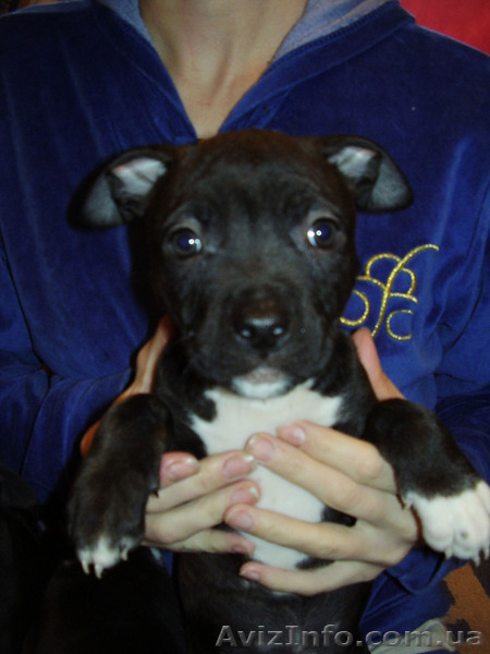 Щенки Ам. Стаффа - <ro>Изображение</ro><ru>Изображение</ru> #1, <ru>Объявление</ru> #170924