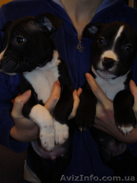 Щенки Ам. Стаффа - <ro>Изображение</ro><ru>Изображение</ru> #3, <ru>Объявление</ru> #170924
