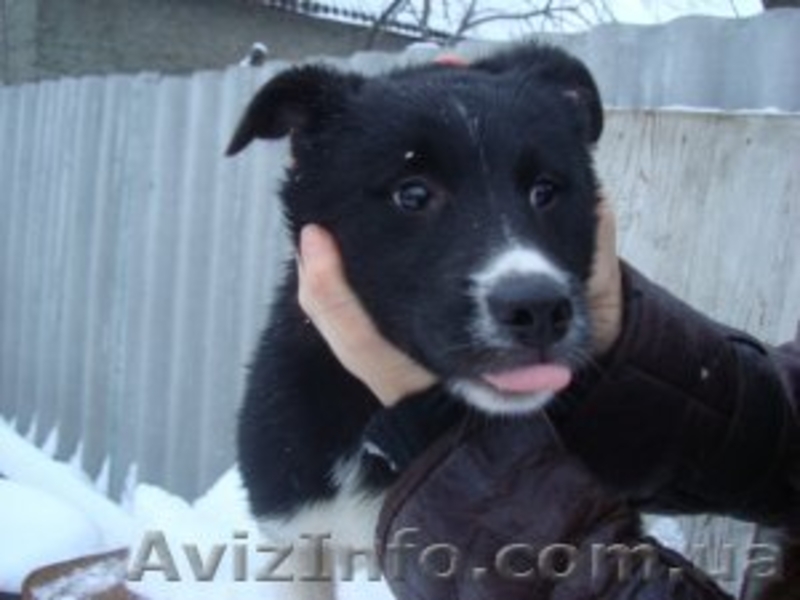 мы ждем добрых ручек!!!0665522498 - <ro>Изображение</ro><ru>Изображение</ru> #1, <ru>Объявление</ru> #161046