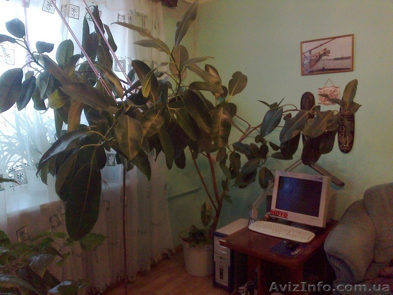 Фикус продам  - <ro>Изображение</ro><ru>Изображение</ru> #3, <ru>Объявление</ru> #160519