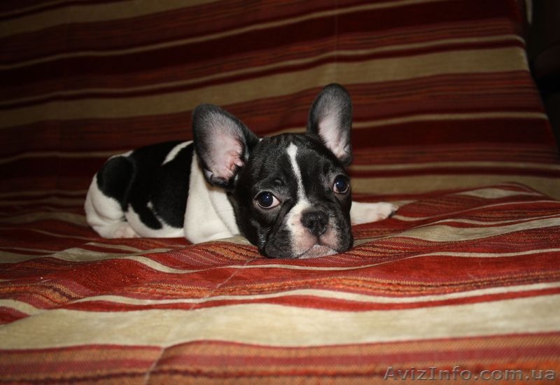 Маленькая француженка - <ro>Изображение</ro><ru>Изображение</ru> #1, <ru>Объявление</ru> #161941