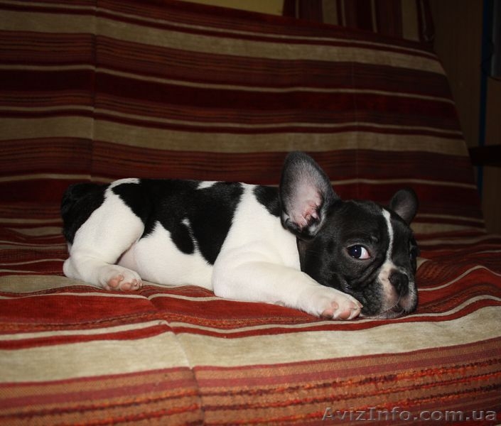 Маленькая француженка - <ro>Изображение</ro><ru>Изображение</ru> #3, <ru>Объявление</ru> #161941