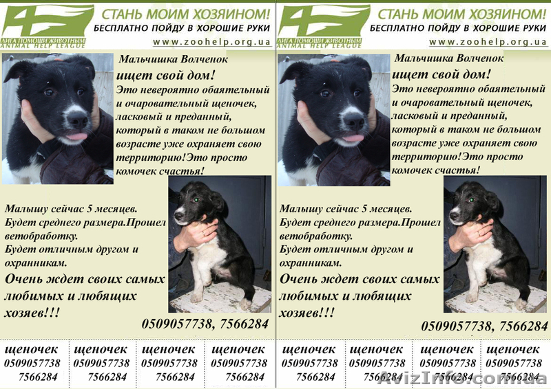 мы ждем добрых ручек!!!0665522498 - <ro>Изображение</ro><ru>Изображение</ru> #2, <ru>Объявление</ru> #161046