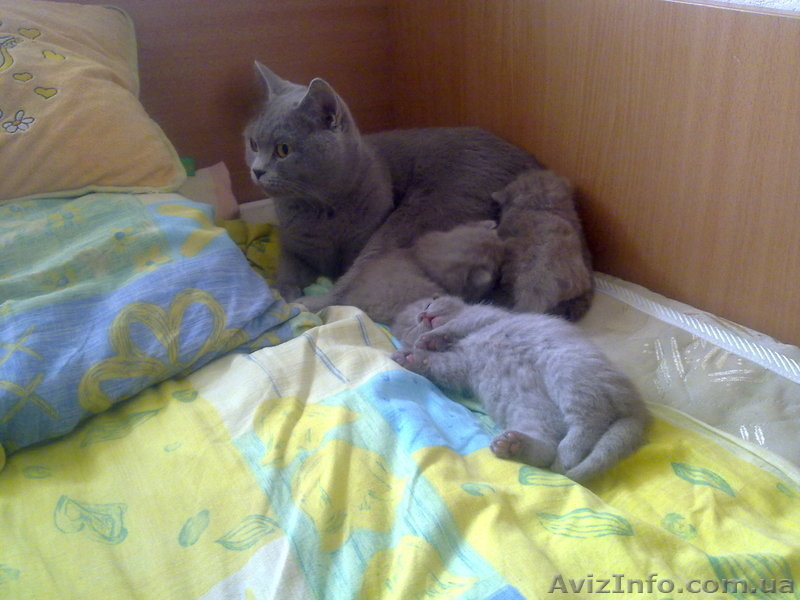 Чистокровные британские котята - <ro>Изображение</ro><ru>Изображение</ru> #1, <ru>Объявление</ru> #204110