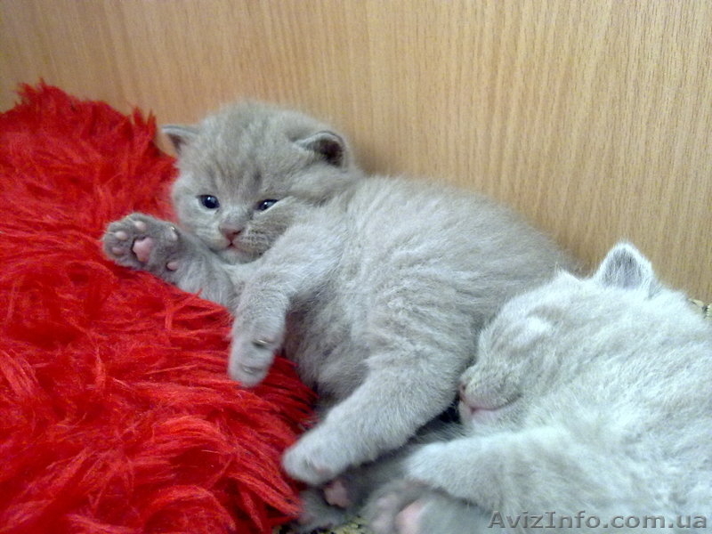 Чистокровные британские котята - <ro>Изображение</ro><ru>Изображение</ru> #2, <ru>Объявление</ru> #204110