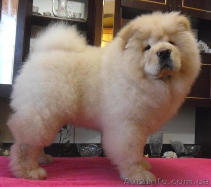 щенки чау-чау, кремовые - <ro>Изображение</ro><ru>Изображение</ru> #1, <ru>Объявление</ru> #193203