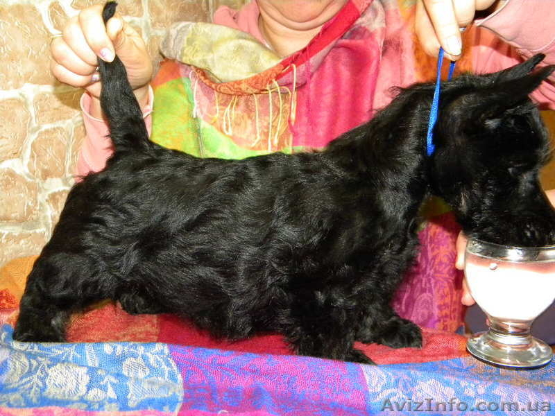 Малыши скотч - терьера - <ro>Изображение</ro><ru>Изображение</ru> #1, <ru>Объявление</ru> #185194