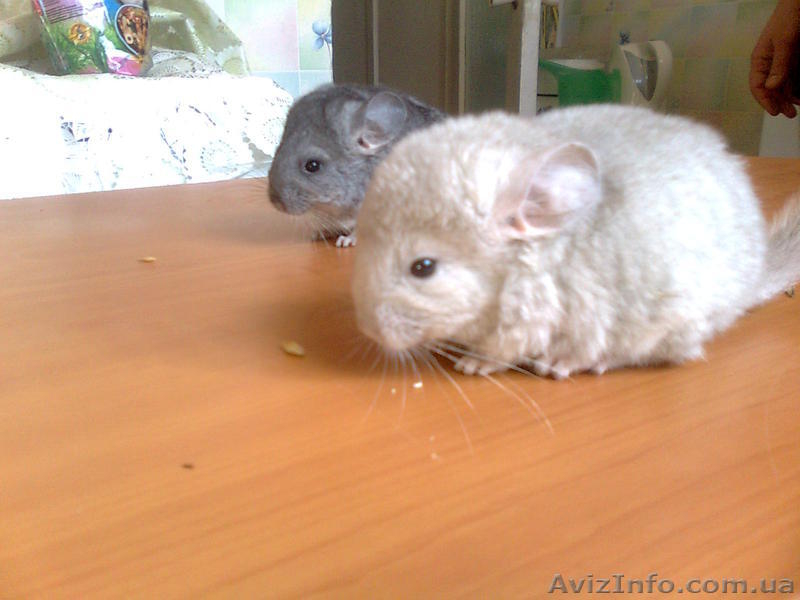 шиншилят - <ro>Изображение</ro><ru>Изображение</ru> #3, <ru>Объявление</ru> #209684