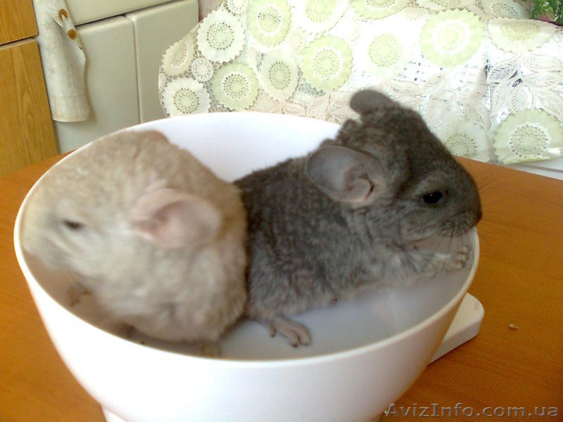 шиншилят - <ro>Изображение</ro><ru>Изображение</ru> #6, <ru>Объявление</ru> #209684