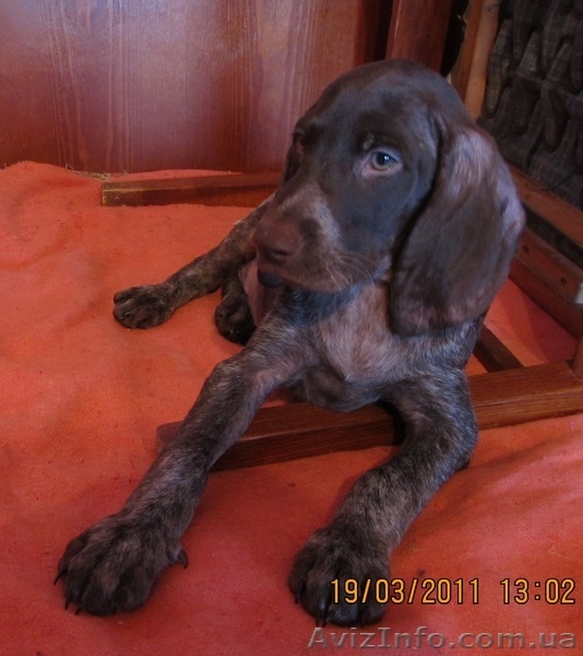Щенки курцхаара. - <ro>Изображение</ro><ru>Изображение</ru> #1, <ru>Объявление</ru> #179415