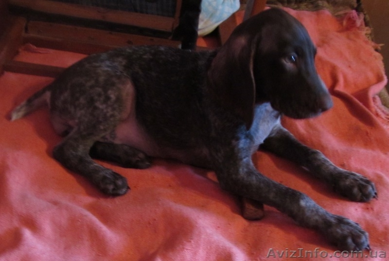 Щенки курцхаара. - <ro>Изображение</ro><ru>Изображение</ru> #2, <ru>Объявление</ru> #179415