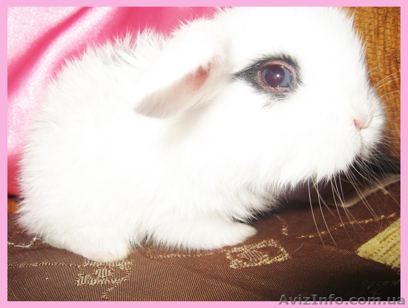 Вислоухие крольчата!!!! - <ro>Изображение</ro><ru>Изображение</ru> #1, <ru>Объявление</ru> #197988