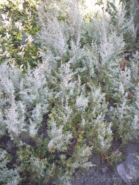 Продам декоративные растения - <ro>Изображение</ro><ru>Изображение</ru> #2, <ru>Объявление</ru> #193302