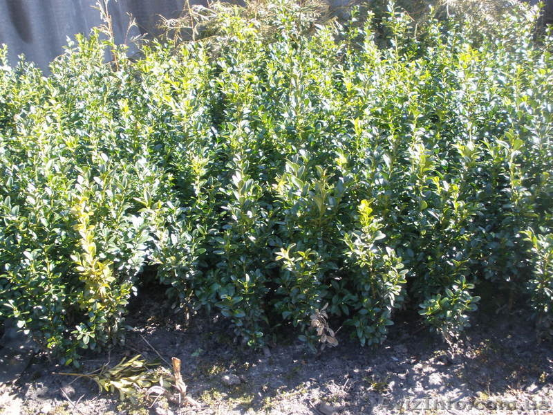 Продам декоративные растения - <ro>Изображение</ro><ru>Изображение</ru> #3, <ru>Объявление</ru> #193302