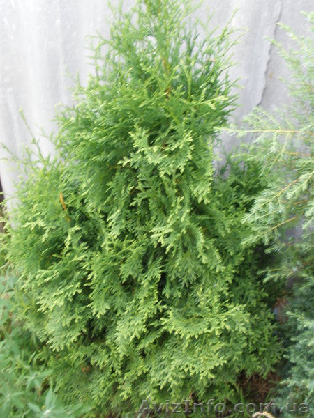 Продам декоративные растения - <ro>Изображение</ro><ru>Изображение</ru> #5, <ru>Объявление</ru> #193302