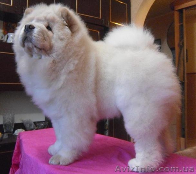 щенки чау-чау, кремовые - <ro>Изображение</ro><ru>Изображение</ru> #4, <ru>Объявление</ru> #193203