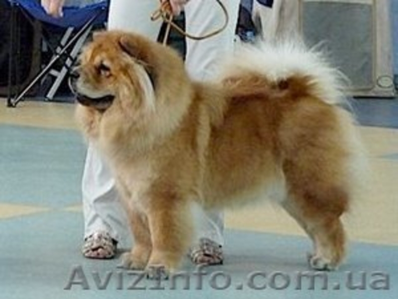 щенки чау-чау, кремовые - <ro>Изображение</ro><ru>Изображение</ru> #5, <ru>Объявление</ru> #193203