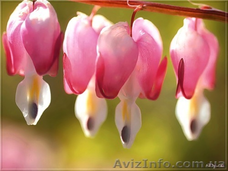 Луковицы цветов. Голландия. Скидки. - <ro>Изображение</ro><ru>Изображение</ru> #5, <ru>Объявление</ru> #238598