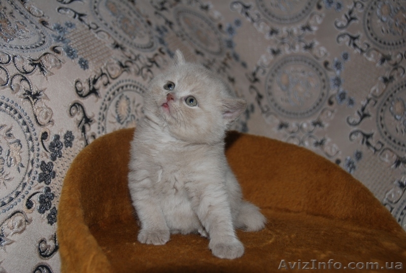 Котята британцы, очень красивые - <ro>Изображение</ro><ru>Изображение</ru> #10, <ru>Объявление</ru> #230583