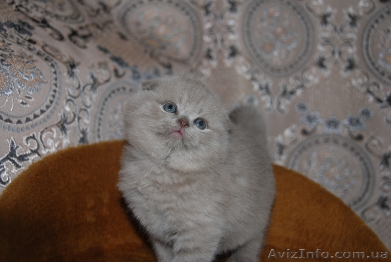 Котята британцы, очень красивые - <ro>Изображение</ro><ru>Изображение</ru> #9, <ru>Объявление</ru> #230583