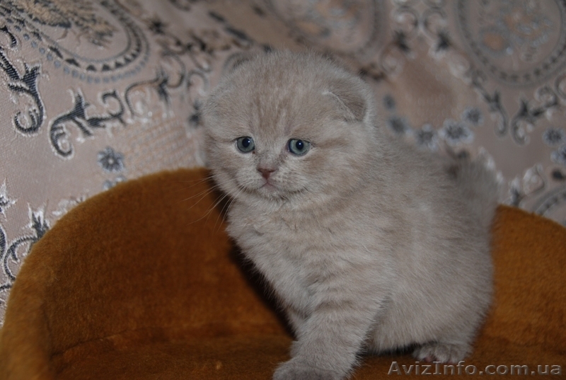 Котята британцы, очень красивые - <ro>Изображение</ro><ru>Изображение</ru> #1, <ru>Объявление</ru> #230583