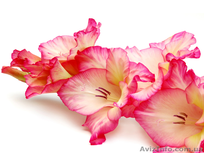 Луковицы цветов. Голландия. Скидки. - <ro>Изображение</ro><ru>Изображение</ru> #8, <ru>Объявление</ru> #238598