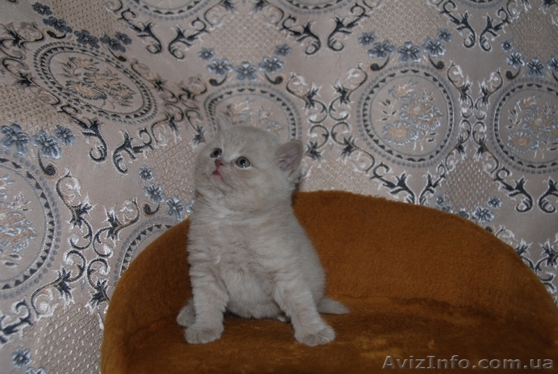 Котята британцы, очень красивые - <ro>Изображение</ro><ru>Изображение</ru> #2, <ru>Объявление</ru> #230583