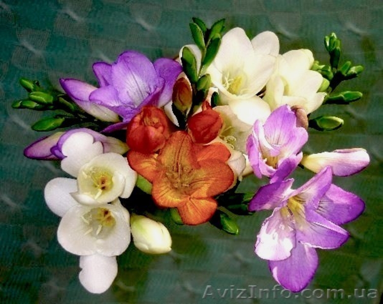 Луковицы цветов. Голландия. Скидки. - <ro>Изображение</ro><ru>Изображение</ru> #4, <ru>Объявление</ru> #238598