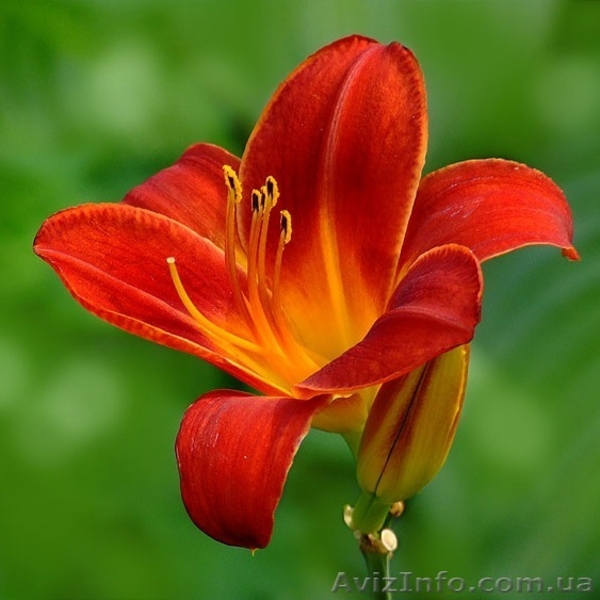 Луковицы цветов. Голландия. Скидки. - <ro>Изображение</ro><ru>Изображение</ru> #3, <ru>Объявление</ru> #238598