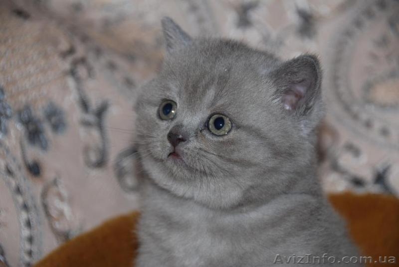 Котята британцы, очень красивые - <ro>Изображение</ro><ru>Изображение</ru> #7, <ru>Объявление</ru> #230583