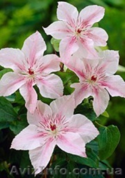 Продам клематисы - <ro>Изображение</ro><ru>Изображение</ru> #6, <ru>Объявление</ru> #247138