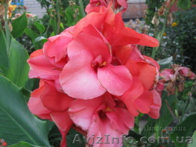 Луковицы цветов. Голландия. Скидки. - <ro>Изображение</ro><ru>Изображение</ru> #10, <ru>Объявление</ru> #238598